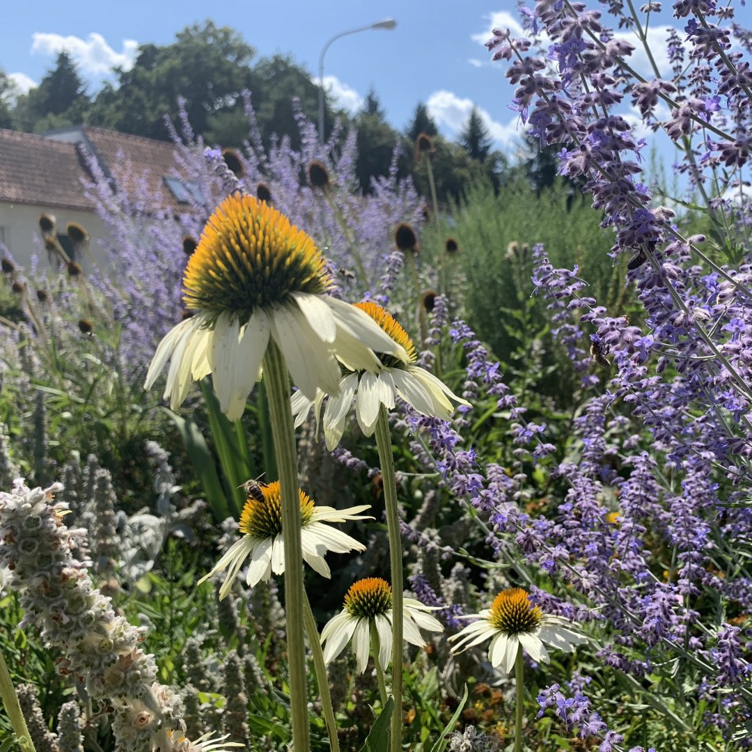 Výsadby kvetoucího kruhového objezdu